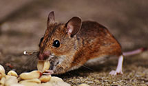 24 Hour & Emergency Exterminators in Royalton, WI